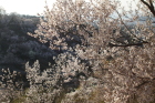 百花繚乱の桃源郷 『花見山公園』