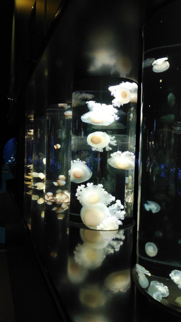 クラゲ展示世界一 加茂水族館