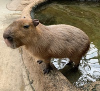 神戸どうぶつ王国