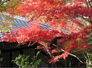 湖東三山 金剛輪寺(秋)